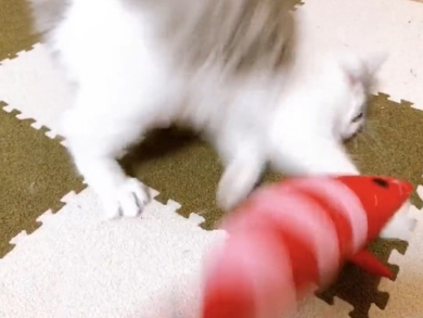 後ろに飛んでいく猫