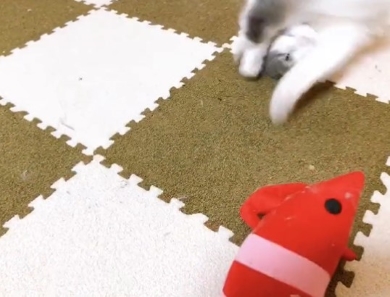 後ろに一回転する猫