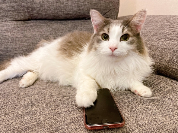 スマホを触る猫