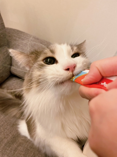 ちゅ〜るを食べる猫