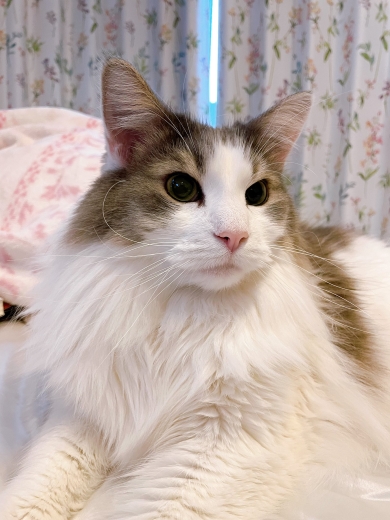 飼い主を見守る猫