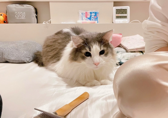 じっと見つめる猫