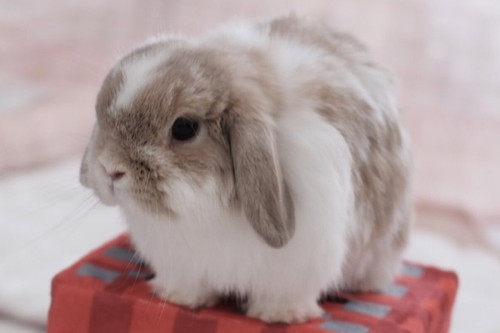 ヤバイ状況のチャイちゃん