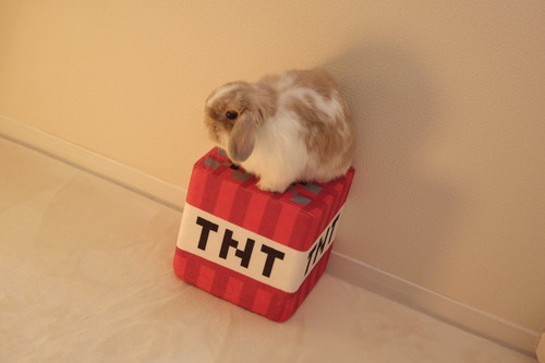 チャイちゃんとモカくん