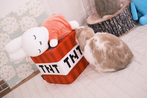 チャイちゃんとモカくん