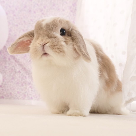 チャイちゃんとモカくん