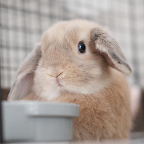 チャイちゃんとモカくん