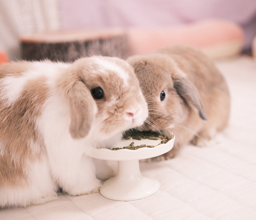 チャイちゃんとモカくん