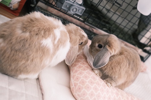 チャイちゃんとモカくん