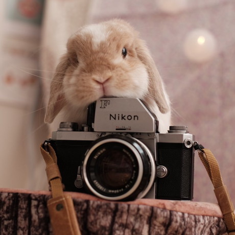 チャイちゃんとモカくん