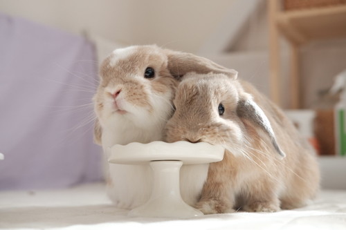 チャイちゃんとモカくん