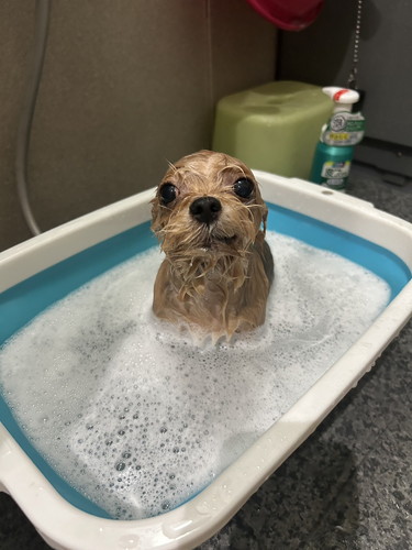 まるで落花生のようなはなちゃん