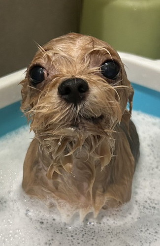 まるで落花生のようなはなちゃん