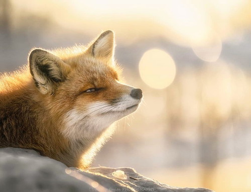 kikuoさんの作品