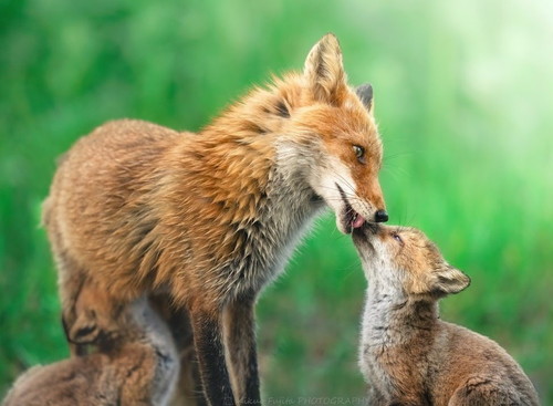 kikuoさんの作品