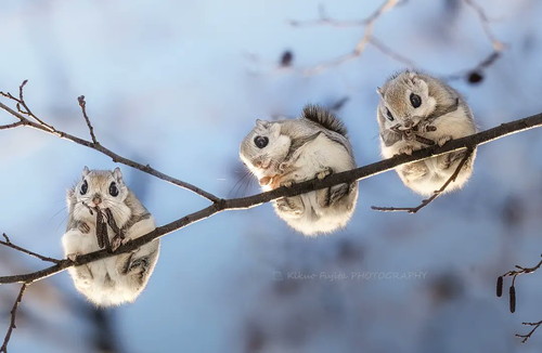 kikuoさんの作品