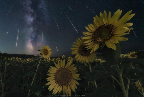 kikuoさんの作品