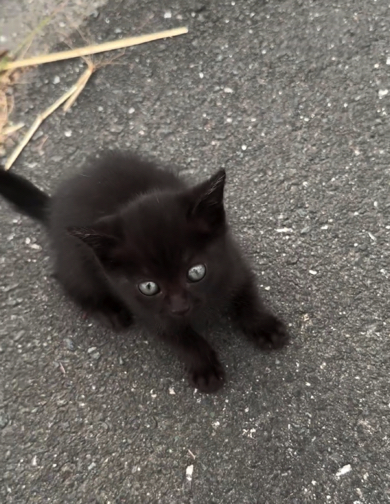 真っ黒の子猫ちゃん