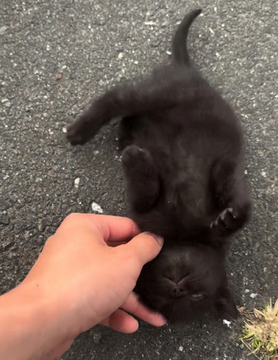 初対面でヘソ天を見せる子猫ちゃん