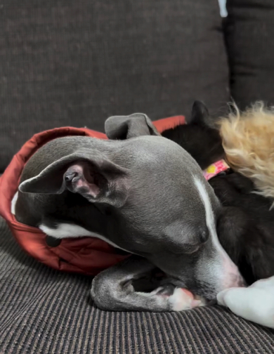 イタリアン・グレイハウンドのドゥクスくん