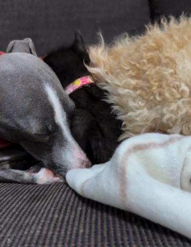 2匹のお兄ちゃんワンコに守られる子猫ちゃん