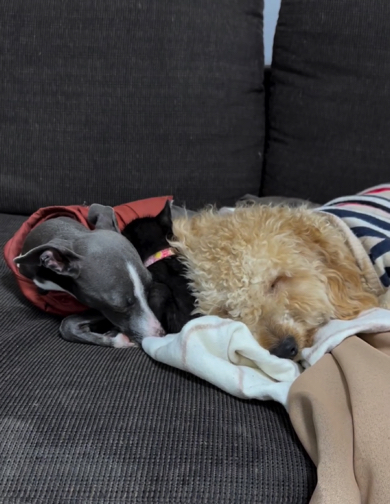 ワンコと子猫ちゃんの幸せそうな光景