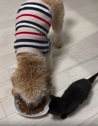 ワンコと子猫ちゃんで一緒にご飯