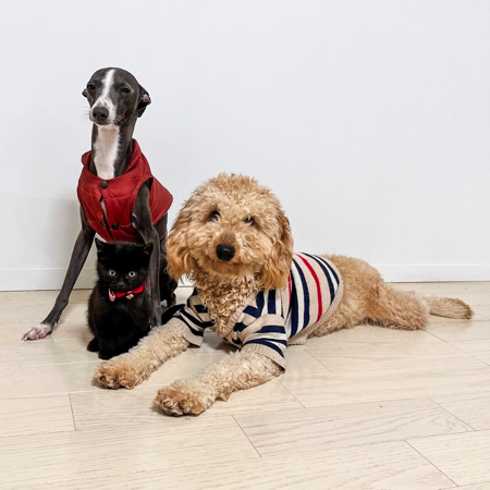 ワンコと子猫ちゃんの初めてのスリーショット