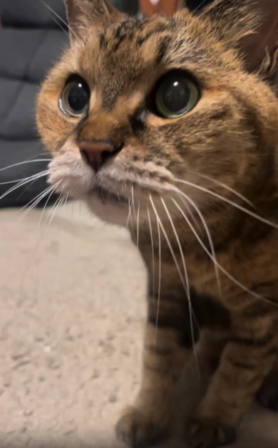 お父さんを探す猫ちゃん