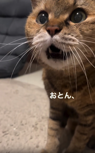 お父さんを探す猫ちゃん