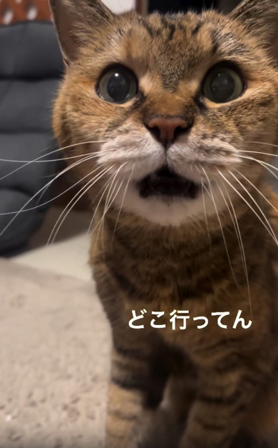 お父さんを探す猫ちゃん