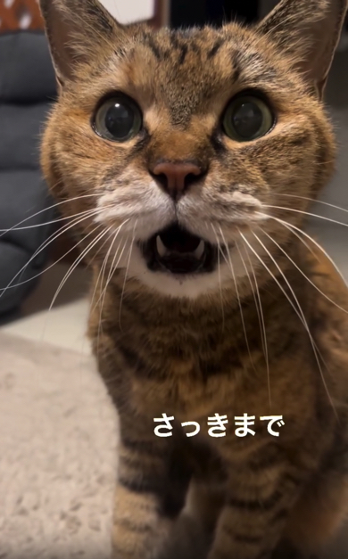 お父さんを探す猫ちゃん