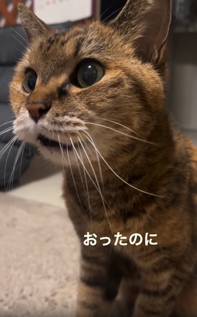 お父さんを探す猫ちゃん