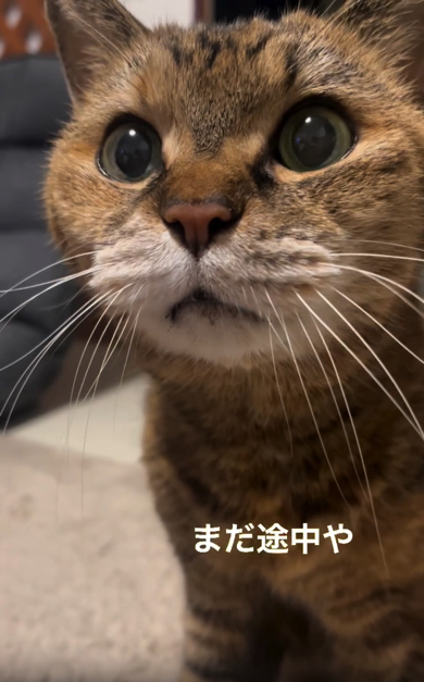 お父さんを探す猫ちゃん