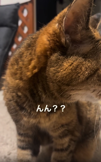 お父さんが寝ていることに気づく猫ちゃん