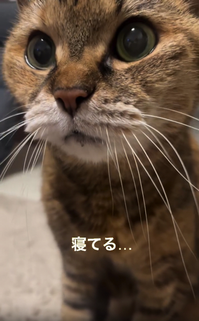 呆れ顔の猫ちゃん