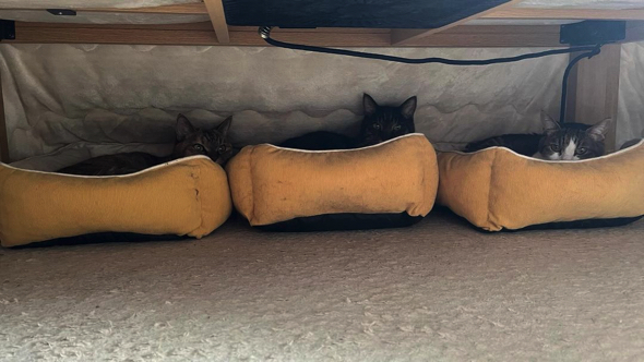 3匹のシニア猫ちゃん