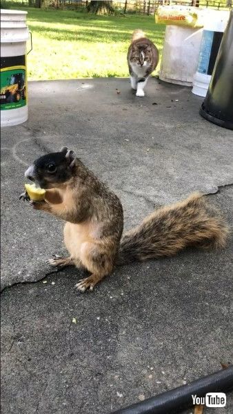 リスの後ろから猫もやって来た