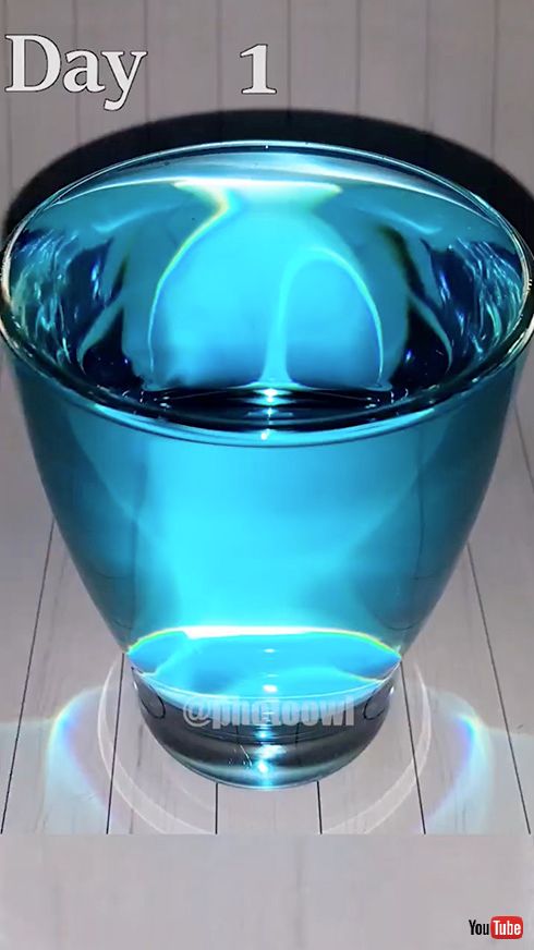 タイムラプス レッドブル 観察