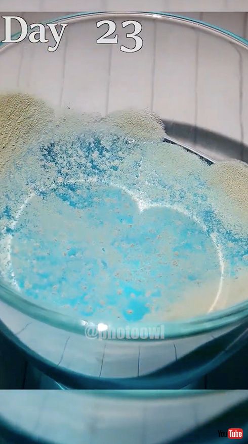 タイムラプス レッドブル 観察