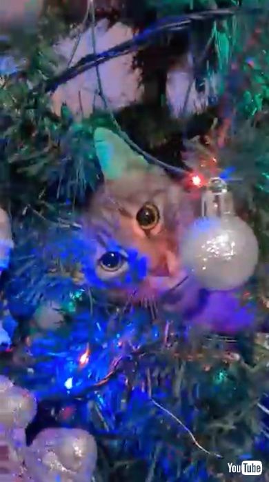 ツリーの中からこちらを覗く猫