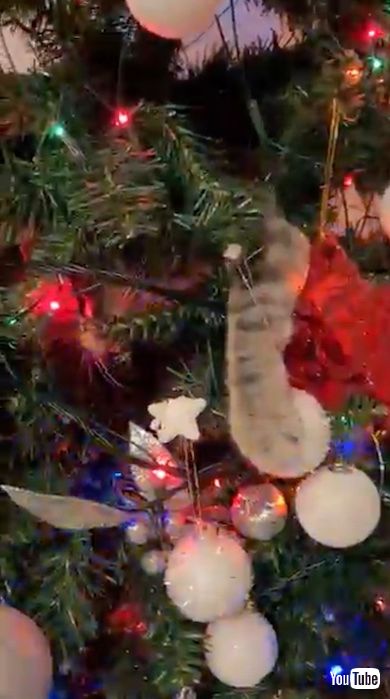 オーナメントを抱える猫