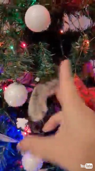 飼い主の指を振り払う猫