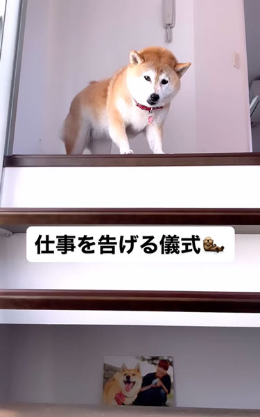 柴犬