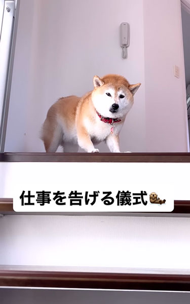 じわじわと落胆する柴犬