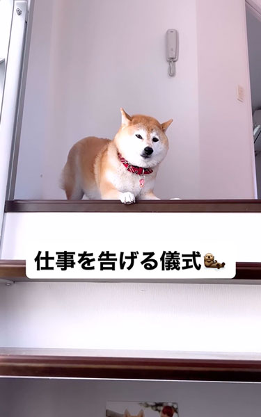 じわじわと落胆する柴犬