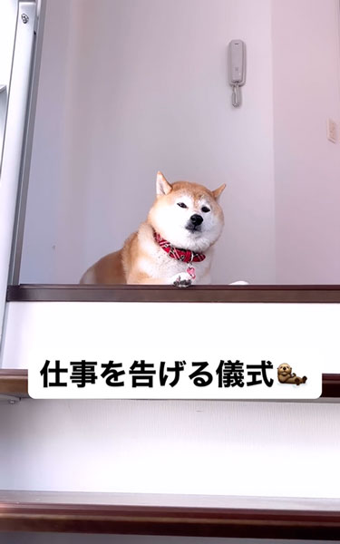 じわじわと落胆する柴犬