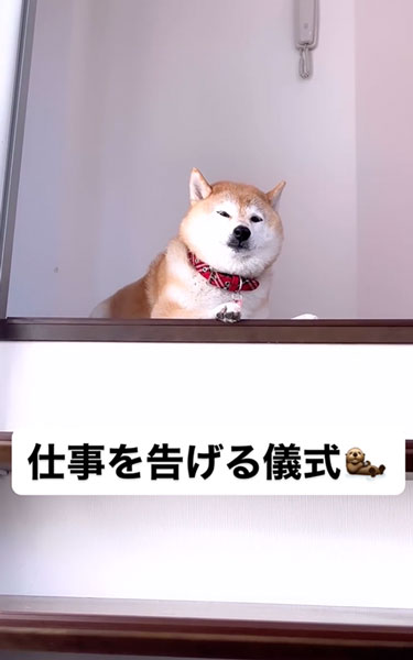 じわじわと落胆する柴犬