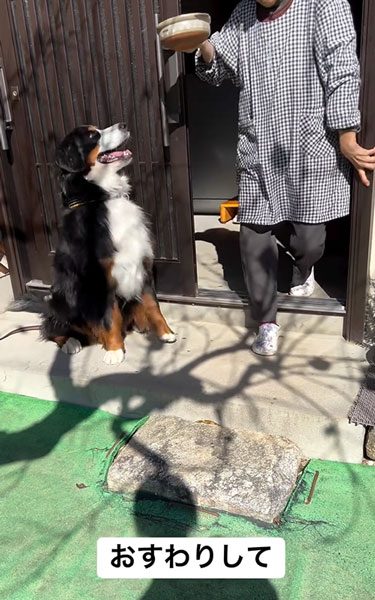 お芋を食べるデカワンコ