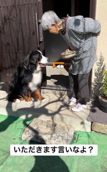 お芋を食べるデカワンコ
